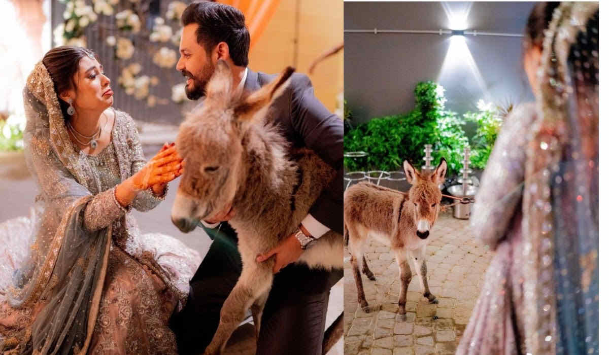 A Groom In Pakistan Gave His Bride A Donkey As A Gift