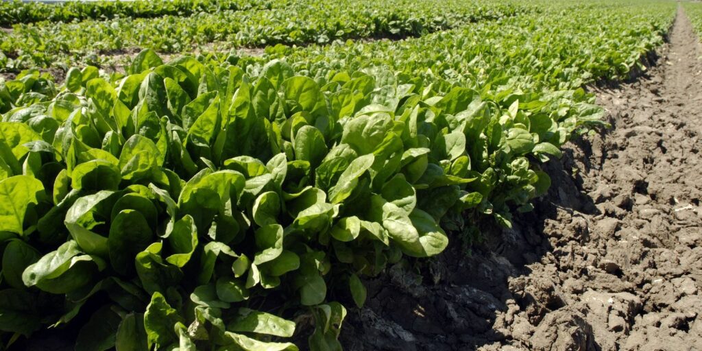 Weed Grows Accidentally With Spinach In A Farm In Australia