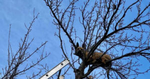 Dog Stuck On Tree After Chasing Squirrel, Rescued By Firefighters