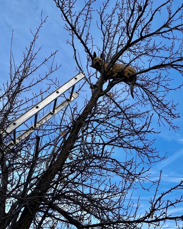 Dog Stuck On Tree After Chasing Squirrel, Rescued By Firefighters
