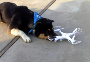 Dog playing with Drone