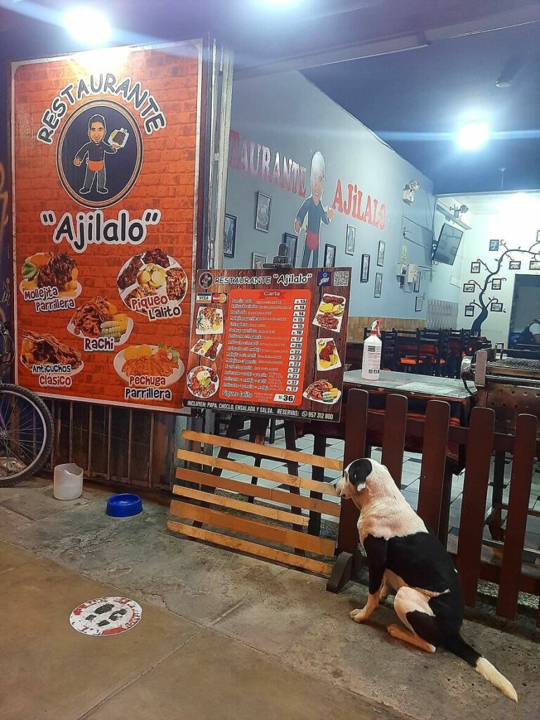 Restaurant owner feed’s street dogs