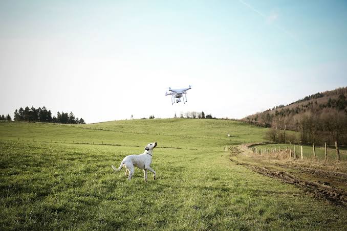 Dog playing with Drone 