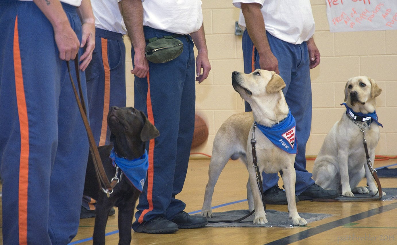 Prisoners raising puppy for blind