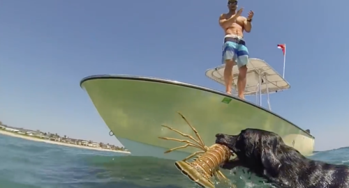 Black Labrador learns To Dive And Catch Lobsters