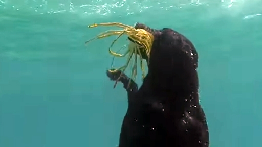 Black Labrador learns To Dive And Catch Lobsters 
