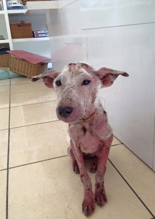 Rescued Terrified Street Dog Goes Through An Incredible Transformation