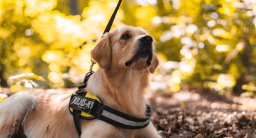 How a Service Dog Might Be the Best Thing for Your Mental Health