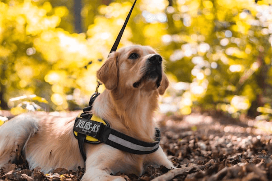 How a Service Dog Might Be the Best Thing for Your Mental Health