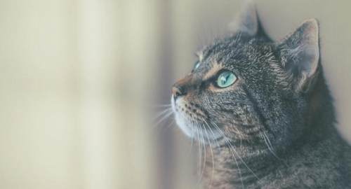 How do you choose the right pet insurance for your cat?