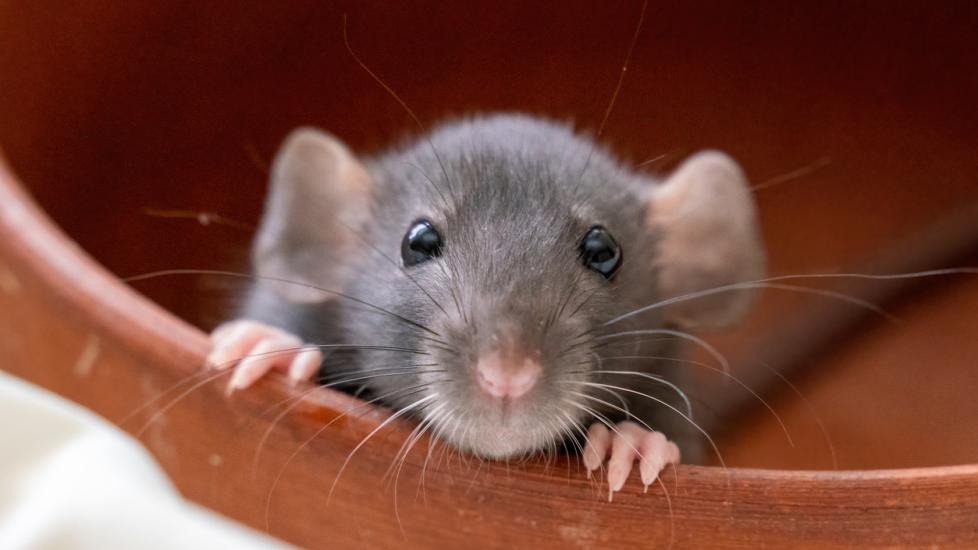 Hire Its First-Ever ‘Rat Czar'