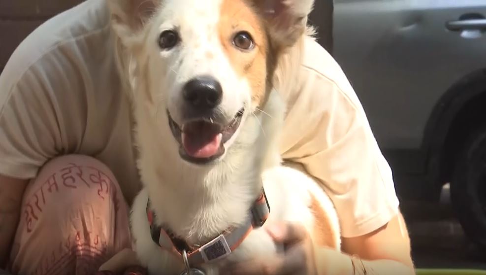 Varanasi Street Dog, Jaya Is All Set To Fly To Netherlands