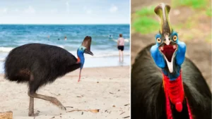 Cassowary Bird Earned the Title of World's Most Dangerous Bird - Know Why?
