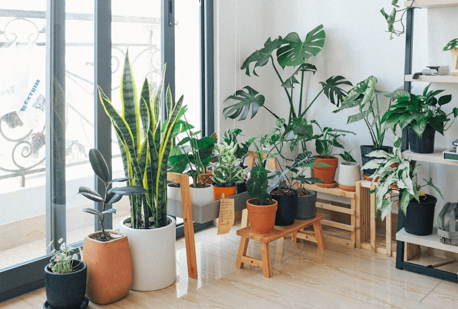 Houseplant Styling 101: Tips For Creating Instagram-Worthy Indoor Jungle