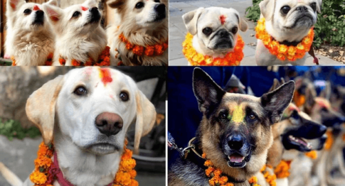 A Festival in Nepal Where DOGS are Honored, Celebrated, and Worshipped