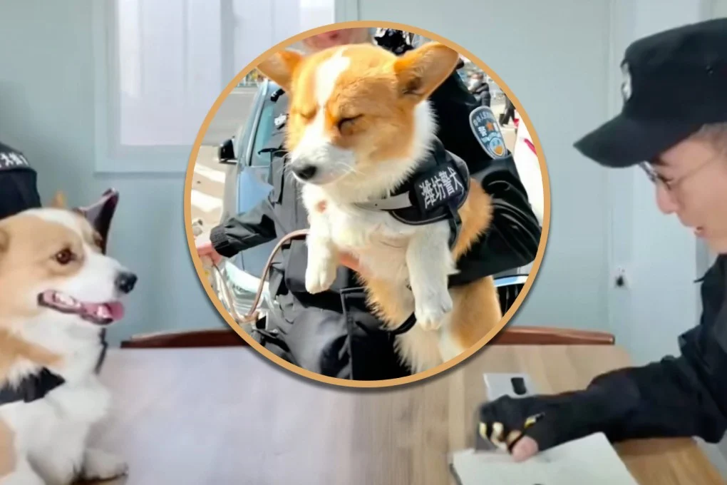 China’s First Corgi Police Dog Loses Year-End Bonus For Sleeping On Duty