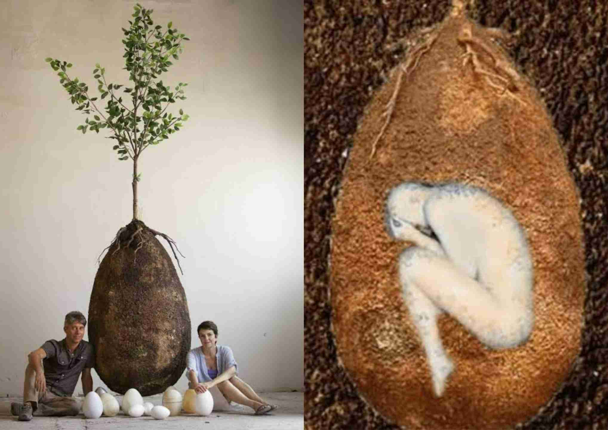 Goodbye, Coffins! 'Organic Burial Pods' Will Turn You Into A Tree When You Die