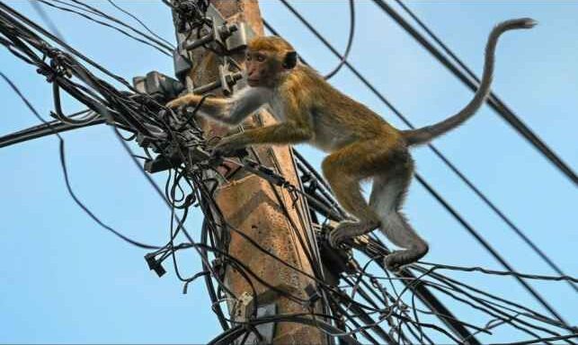 Minister blames monkey for Sri Lanka nationwide power cut