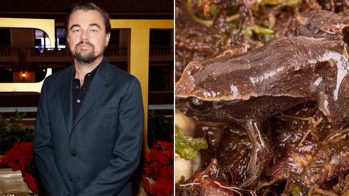 New Frog Species Named After Hollywood Actor Leonardo DiCaprio